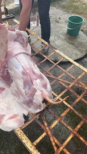 Processing Raw Pork Meat Outdoors: A Step-by-Step Guide