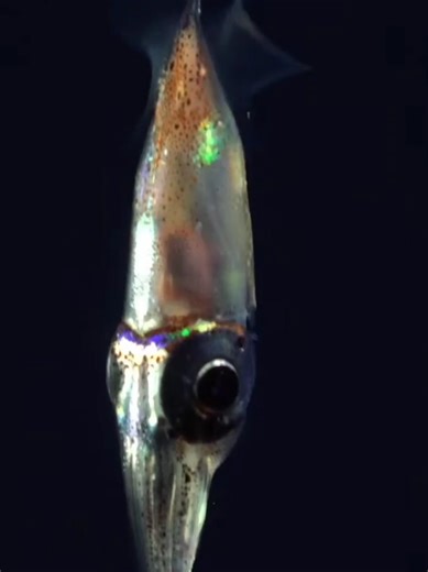 Pyroteuthid from @Schmidt Ocean 🌊 dive 651 #sepacificseamounts #MarineLife