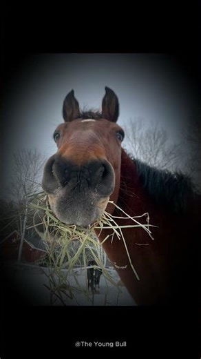 SCARIEST VIDEO EVER #funny #lol #memes #meme #scary