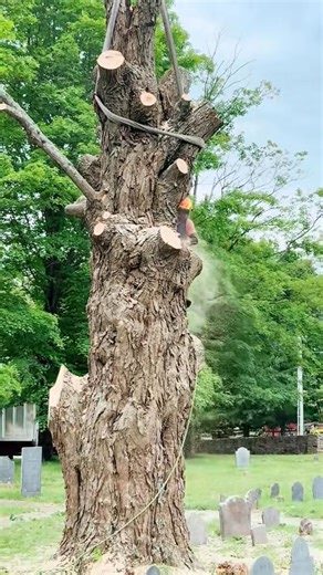 31 reactions | We at All-Pro Tree Service were saddened to learn of the death of one of the tree removal industries own. Thomas Murphy, of TreeScapes by Murphy, who climbed for us on many occasions, and who was one hell of a climber, passed away suddenly last weekend. Thom(“with an H”)you will be missed, and we will always think of you when we hear Metallica. Peace my friend❤️ | All-Pro Tree Service | Facebook