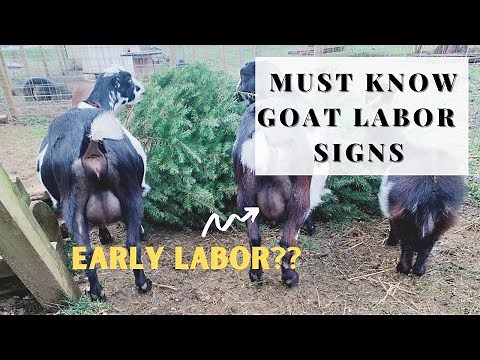 5 Signs Of Goat Labor!!! | Must Watch Before Your Goat Gives Birth