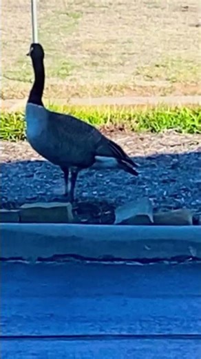 Meet Greg and Stefanie! OCCC Geese! #funny #connection #family #education