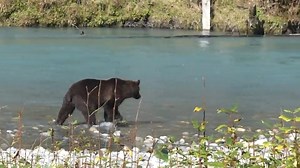 "χawgəs, the Grizzly Bear, knows that around mid-August the annual salmon run begins in Orford Bay on the edge of the Great Bear Rainforest. Bears journey long distances to Algard Creek and the Orford River to feast on the spawning salmon and their eggs. It’s part of a quest to fatten up before a long winter hibernation. In doing so, they continue a cycle that has taken place for millennia on the traditional territory of the Homalco First Nation." - Indigenous Tourism BC Video captured by Homalc