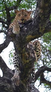 Tough being Tortoise Pan. Male leopards walk huge distances, especially when they’re holding territory. Boundary checks, scent marks, contesting rivals. Over time it all adds up fast and long distance nights always need a break. So to catch TP flat out in a tree, you know he’s recently clocked out of the office and is conserving energy before the next round. This morning he was heard sawing on Elephant Plains and was tracked crossing into Londolozi within an hour and a half of being heard. #leop