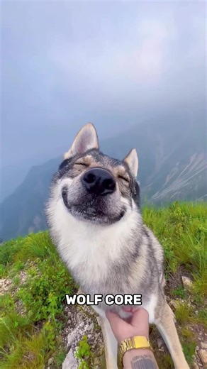 WOLF #wolf #core #animals #dog #cute