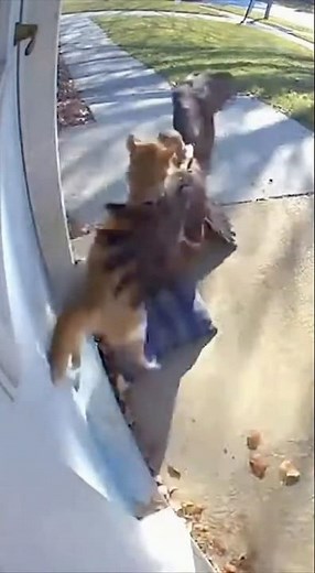 CCTV footage shows a hawk attacking a cat on the porch!