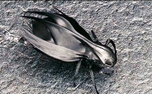 可以吞噬一切的纳米虫《地球停转之日》，外星生命带着威力无比的外星机器人抵达地球，试图阻止战争