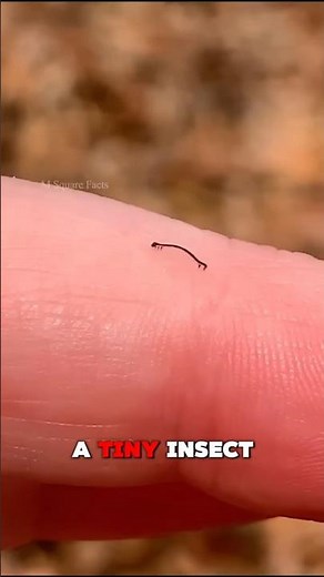 If you see this insect on your hand, NEVER touch it! 🐛😱