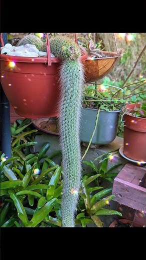 Algumas flores que tenho no meu jardim 🌸 | Rabo de Macaco, Begónia e muito mais! #plants #jardim