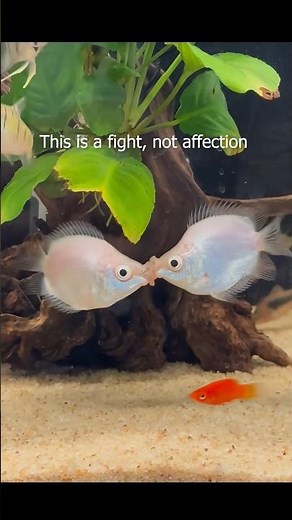 Kissing gourami (Helostoma temminckii)