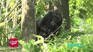 DisneyNOW TV Spot, 'Disney Animal Shorts'