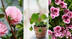 15 plantes, arbustes, fleurs à bouturer