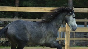 Horse in movement closeup, slow-motion