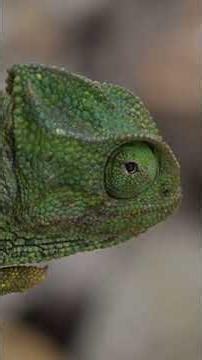 How Chameleons Change Color: The Science of Adaptive Camouflage