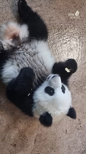 🐼 Endlich wieder Panda-Content! Wir haben unserer Panda-Family einen Besuch abgestattet. Während Lotti und Mama Meng Meng uns ganz neugierig beäugt haben, hat die kleine Leni einfach seelenruhig ein Nickerchen gehalten. 😴 🐼 Panda content is back! We stopped by to visit our panda family. While Lotti and Mama Meng Meng watched us curiously, little Leni was completely unfazed and kept napping peacefully. 😴 | Zoo Berlin
