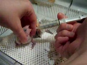 Handfeeding Young Lovebird Babies