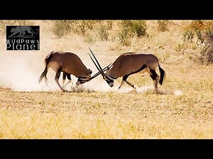 Gemsbok: The Desert's Majestic Antelope