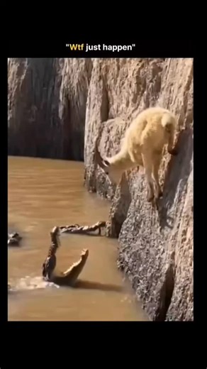 sci. || tech. on Instagram: "The post shares a 15-second video of a white goat leaping across a cliff to escape a crocodile emerging from muddy waters below and scaling the vertical rock face with unnatural agility. . . . stems from its surreal depiction, with replies overwhelmingly labeling it . . . Al-generated due to the crocodile's impossible climbing physics defying real-world biology. . . Crocodiles lack the limb structure for such feats, per studies on reptilian locomotion (e.g., Fish & B