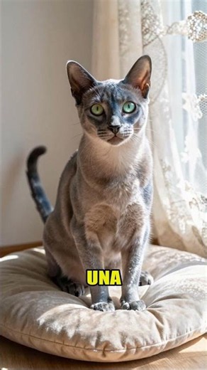 Burmese Blue Gatos: ¡Increíbles! 😻