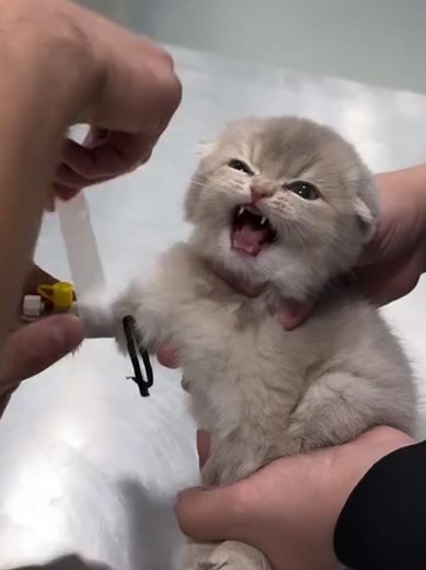 Understanding Cats and Their Veterinarian Visits