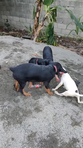 El-paca Made on Reels