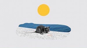 After the first plague infected rat was discovered in Brisbane in 1900, shortly after the first fatality, Queensland Health deployed the Rat Gang, a ten person strong team to stop the spread and protect the community. Keep watching to find our more about out very own rat wranglers... 🐀 | Queensland Health