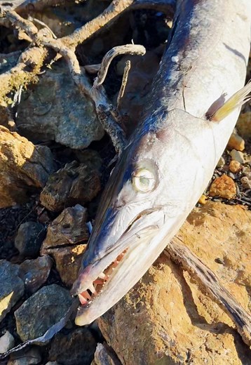 Such a crazy find…. poor guy 🫣🐟 Such a cool opportunity to add a Barracuda Jaw to my collection!!! #fishtok #marinelife #marinebiology #educational