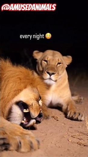 No Snoring Allowed! Funniest Animal Reactions to Snoring 😂#funny #shorts #animals #funnydogs