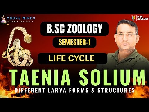 Taenia Solium Life Cycle | Formation of Onchosphere & Cysticercus Larva