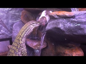 Sand Monitor catches a rat in a waterfall