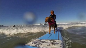 42K views · 164 reactions | Surf Dog Ricochet on Reels | Facebook