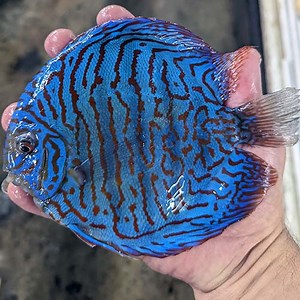 Tiger Turquoise Discus - Jack Wattley Discus