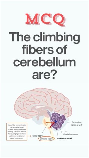 The climbing fibers of cerebellum. Anatomy MCQ #shorts