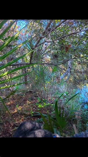 #ocalanationalforest #fyp #juniperrun #hiking | Dean Johns