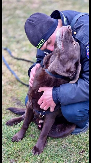 K9 Levi on Instagram: "Happy 10th bday to Linus, one of the greatest beings the world will ever know!!! #chocolatelab #chocolatelabrador #birthday #happybirthday #k9levi #labradors #englishlabrador #dogsofinstagram #dog"
