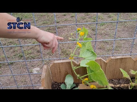 Winter Begins but Gardening Thrives in South Texas
