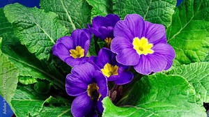 Timelapse of Spring Flower Blossom. Primula Vulgaris. Blooming Primrose Flower on a Black Background. Yellow and Violet Primula Blossoming and Wilting