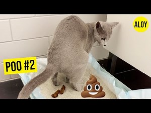 💩 Kitty Pooping - Vol. 2 💩 (DAY266)