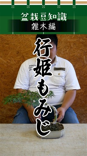 【雑木編】行姫もみじ／盆栽豆知識
