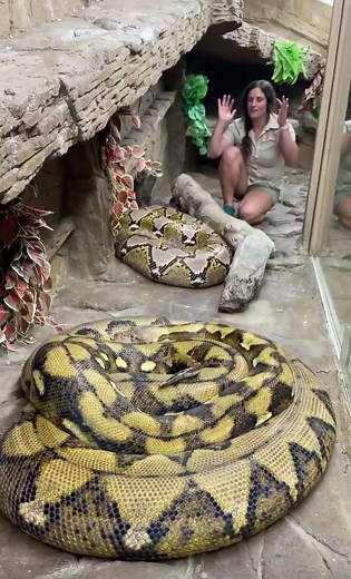 🐍 Big snakes with big appetites🤣 retic pythons can weigh over 200Ib!😳 pretty incredible right?😅#thereptilezoo #reptiles #snake #reticulatedpython