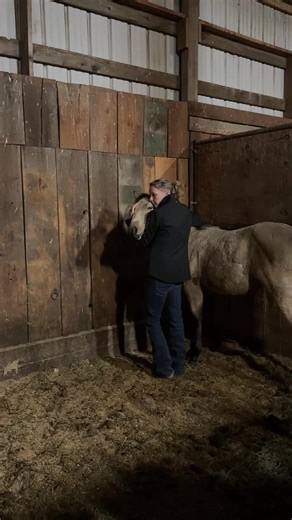 Horses heal the soul! My new baby, is such a sweetheart! I have always wanted a buckskin colt ! Meet BOMBER (Bombie) #buckskin #horses #healing