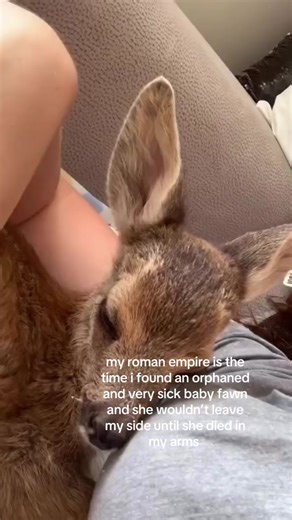 My Roman Empire: A Baby Fawn Story