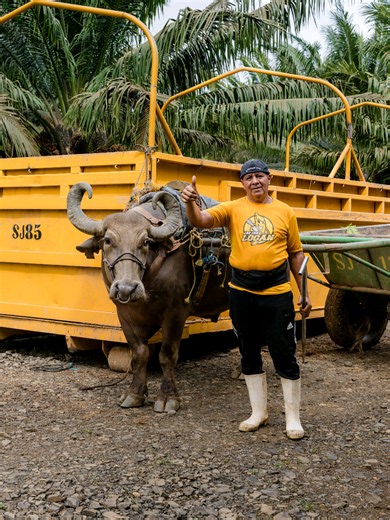 Un gran proceso se construye gracias al trabajo de muchas personas🌴✨️ Conocé la historia de don Juan González, quien nos abre las puertas de su trabajo para mostrar que detrás de cada cosecha hay esfuerzo, experiencia y compromiso. 🌴 En San José, cada persona hace posible que el proceso continúe. #NuestraGente #SanJosé #ElRama #TrabajoEnEquipo #Agroindustria