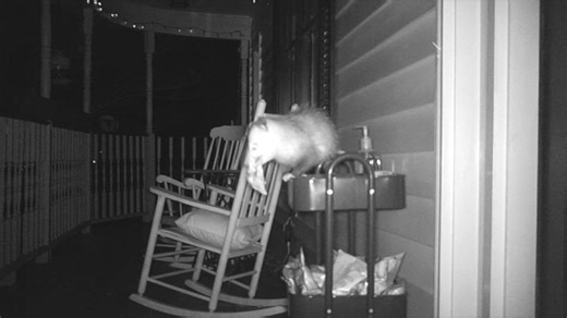 WATCH: Porch pirate possum steals snacks set out for Georgia delivery drivers