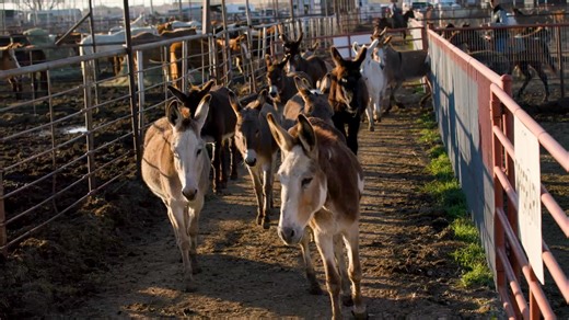 Donkey King is a heartwarming TV docuseries following rescued donkeys and the people who fight for them. Episode 4 premiered on ABC this morning and Episodes 1, 2, 3 and 4 are now available to watch for free on donkeyking.com with no login or subscription required. Start watching Donkey King and see why everyone is falling in love with donkeys. | Oscar’s Place Adoption Center & Sanctuary