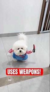 5 Animals That Use Weapons