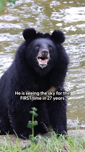 Just wait until he starts playing with his first bear friends 😭 Animal Asia rescued this bear from a bile farm and continues working to save the last 150 bears still trapped in Vietnam 🖤 Help Animals Asia rescue more bears by visiting: thedo.do/asia and learn more about them: thedo.do/--animalsasia. #FreeTheFinalBears Follow them on Instagram: thedo.do/-animalsasia and YouTube: thedo.do/HKAAF. | The Dodo