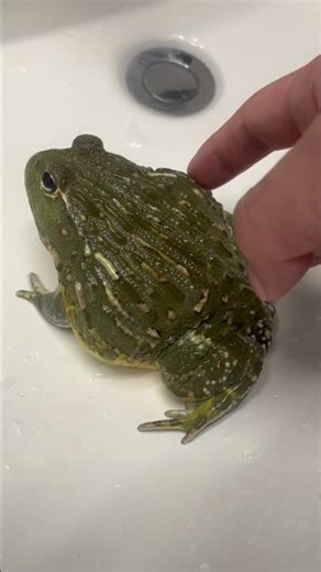 funny fat frog