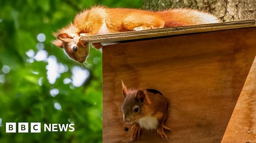 First baby red squirrels born at Yorkshire Arboretum
