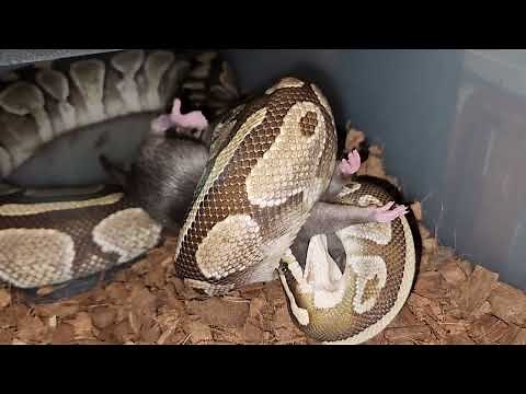 Lesser Python Eats A Large Rat - Warning Live Feeding